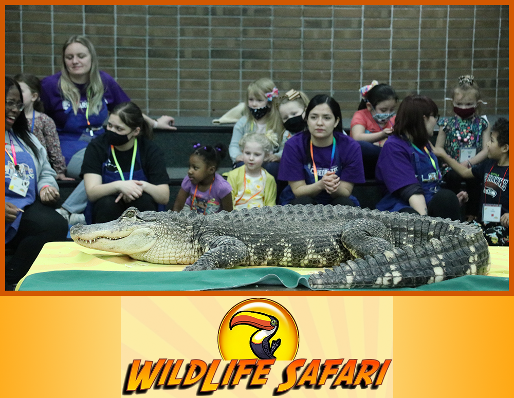 Wildlife Safari